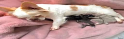 French Bulldog dogs for sale: Fluffy Newshade Choc/ Tan French Bulldog Puppies - Advert 10