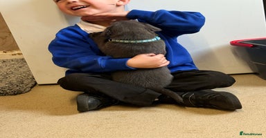 Labrador Retriever dogs - Advert 13