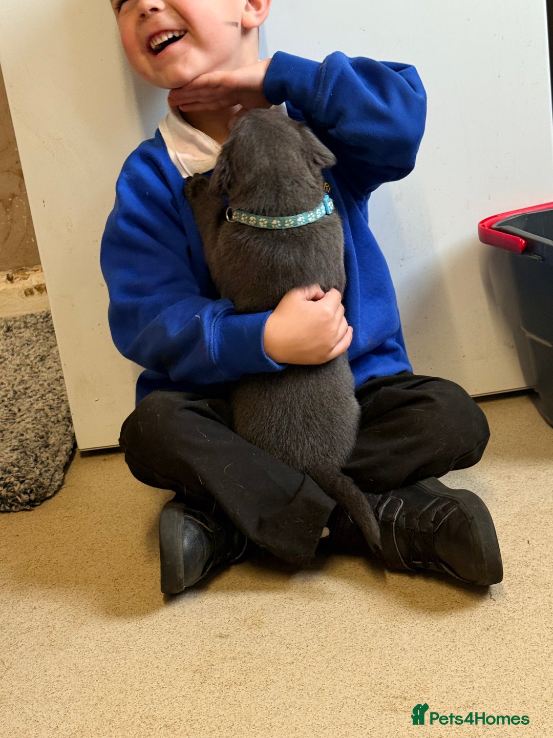 Labrador Retriever dogs for sale: Beautiful silver and charcoal labradors  - Image 8