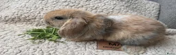 Mini Lop rabbits for sale: 6 MIXED GENDER BEAUTIFUL MINI LOP BUNNYS FOR SALE - Advert 12
