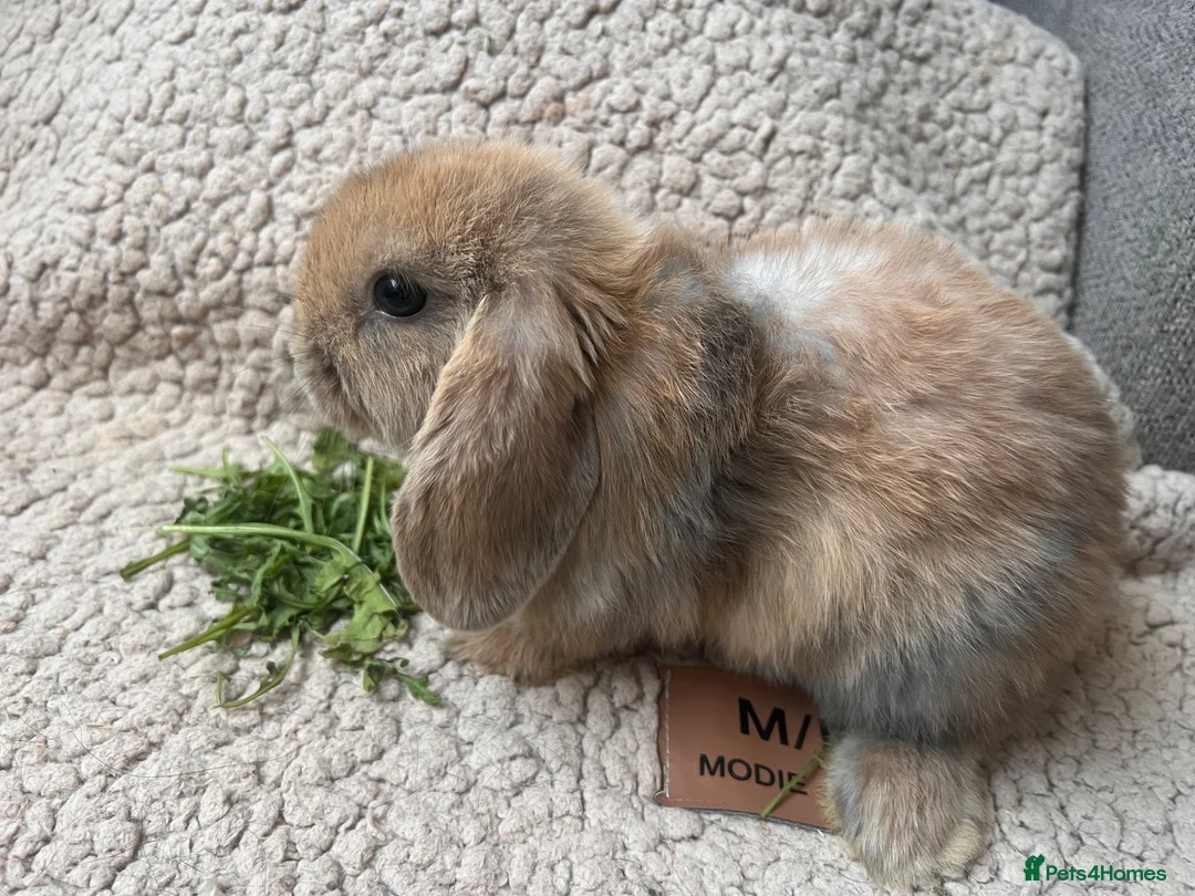 Mini Lop rabbits for sale: 6 MIXED GENDER BEAUTIFUL MINI LOP BUNNYS FOR SALE - Advert 12