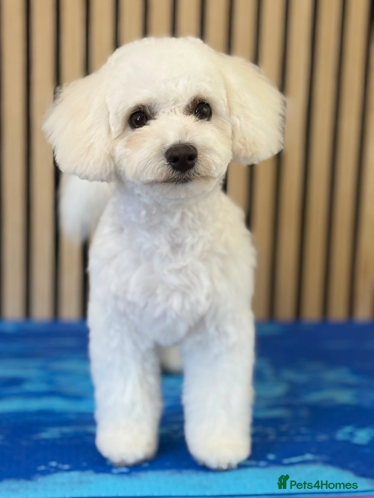 Bichon Frise dogs Beautiful 7 month old bichon Frise female - Advert 1