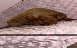 Cocker Spaniel dogs for sale: Red cocker spaniel  - Image 14