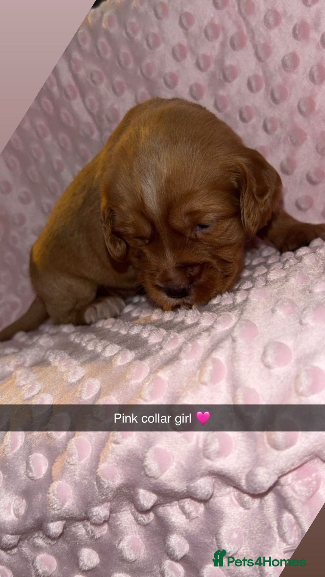 Cocker Spaniel dogs for sale: Red cocker spaniel  - Image 14