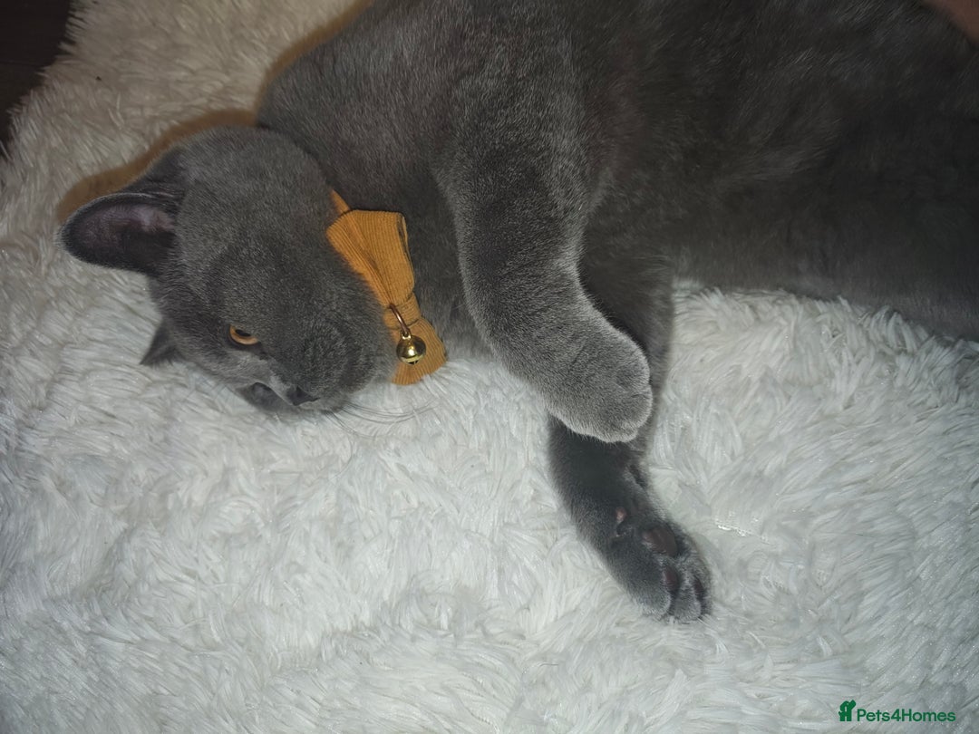 British Shorthair cats for sale: Pure Bred Blue British Shorthair  - Advert 7