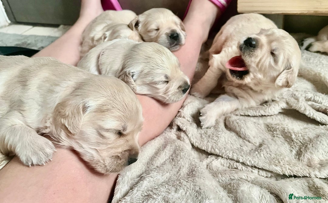 Golden Retriever dogs for sale: Beautiful KC Golden Retriever Babies  - Image 26