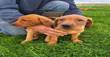 Labrador Retriever dogs - Advert 13