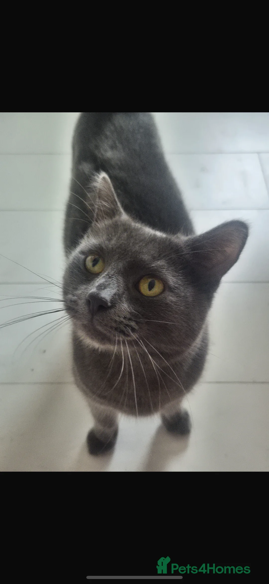 Mixed Breed cats for sale: Smokey grey cat  - Advert 1
