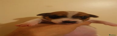 Jack Russell Puppy 6