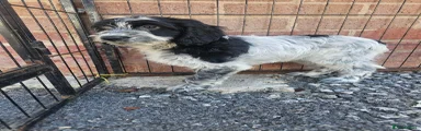 Cockapoo 5