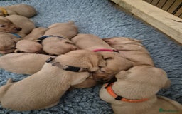 Labrador Retriever dogs for sale: Kc Registered Red labrador puppies  - Image 7