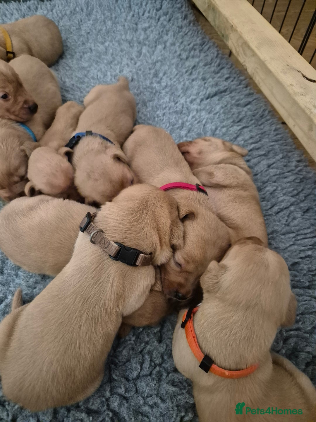 Labrador Retriever dogs for sale: Kc Registered Red labrador puppies  - Image 7