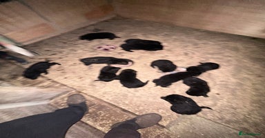 German Shepherd dogs - Advert 16