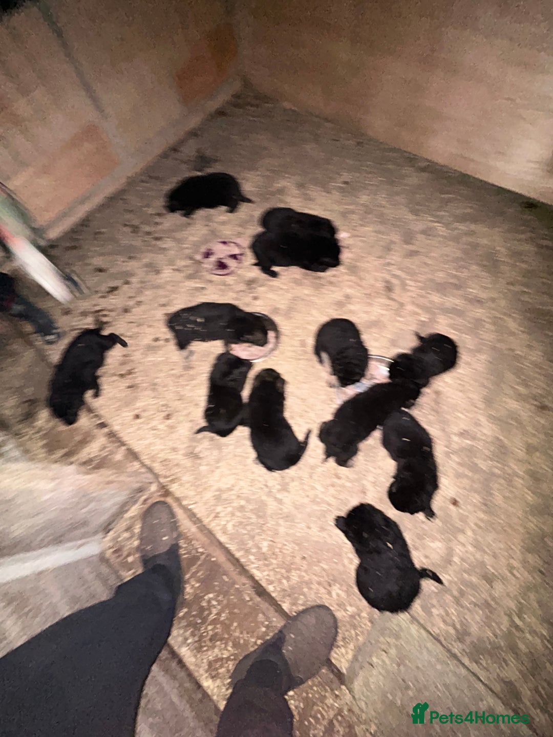 German Shepherd dogs for sale: German shepherd puppies  - Advert 3