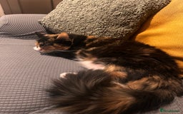 Ragdoll cats for sale: Sweet girl for sale  - Image 5