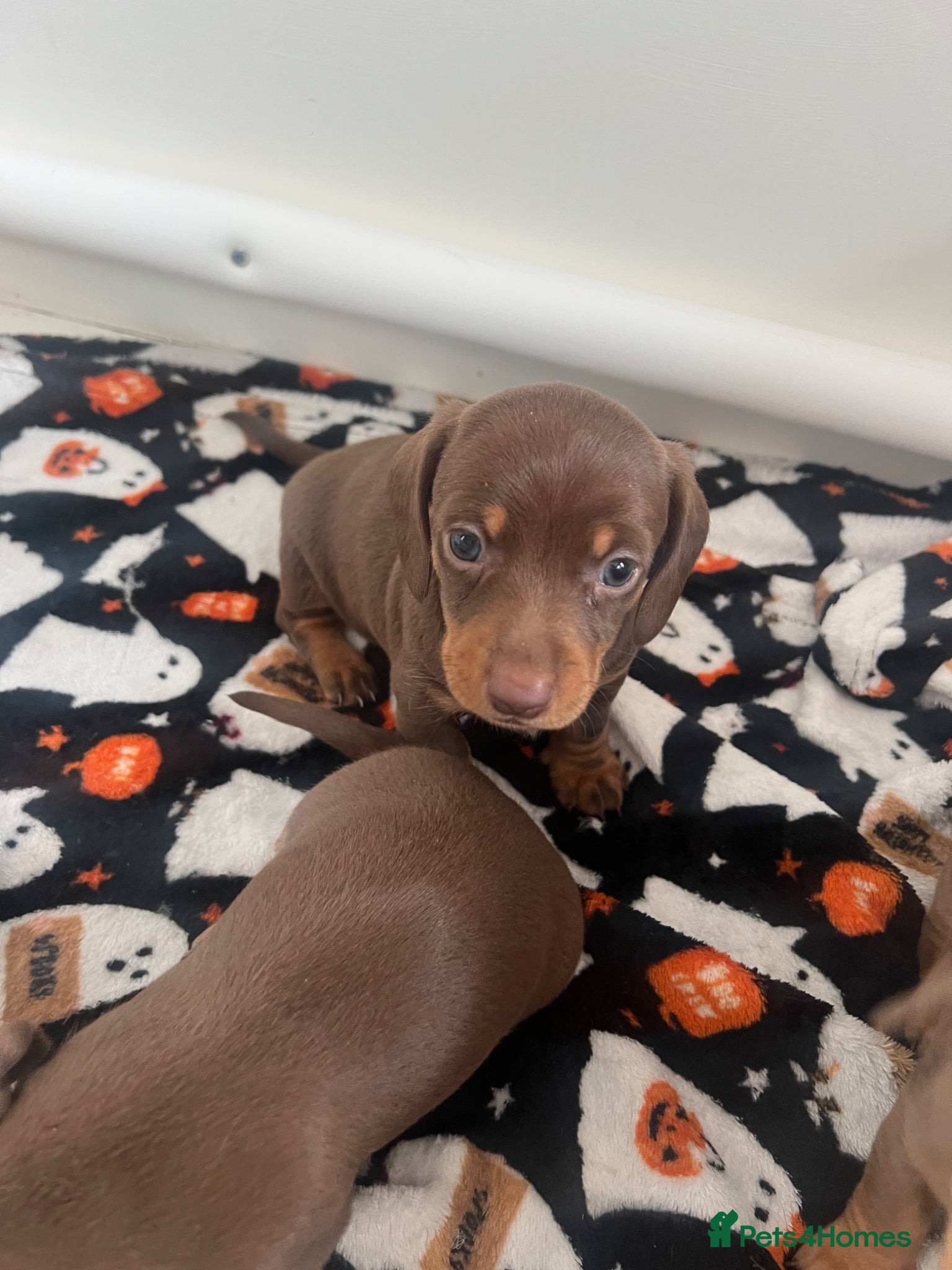 Dachshund dogs One little pup🩷 - Advert 17