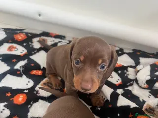Dachshund dogs One little pup🩷 - Advert 17