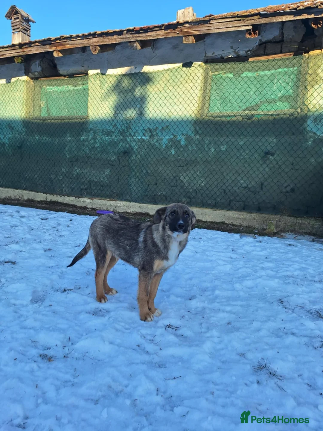 Mixed Breed dogs for adoption: Colby for adoption - Advert 6