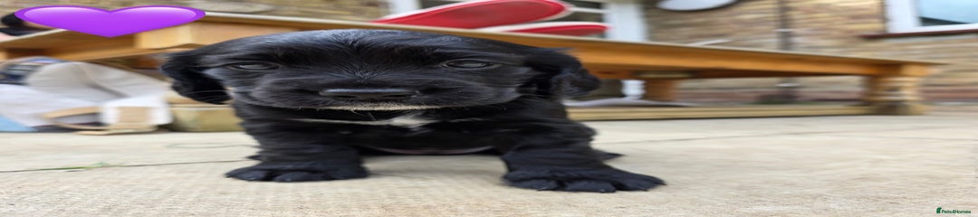 Cocker Spaniel Puppy 4