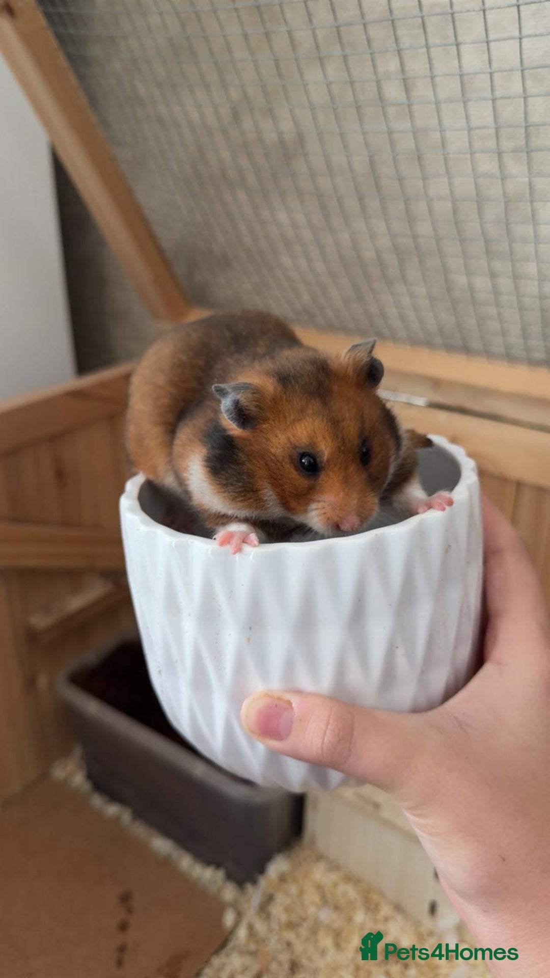 Hamster rodents for sale: Female Syrian hamster - Advert 1