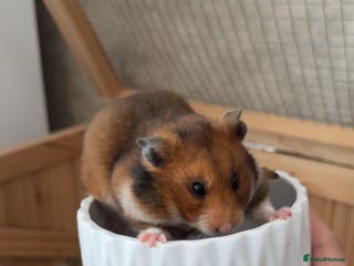 Hamster rodents Female Syrian hamster - Advert 1