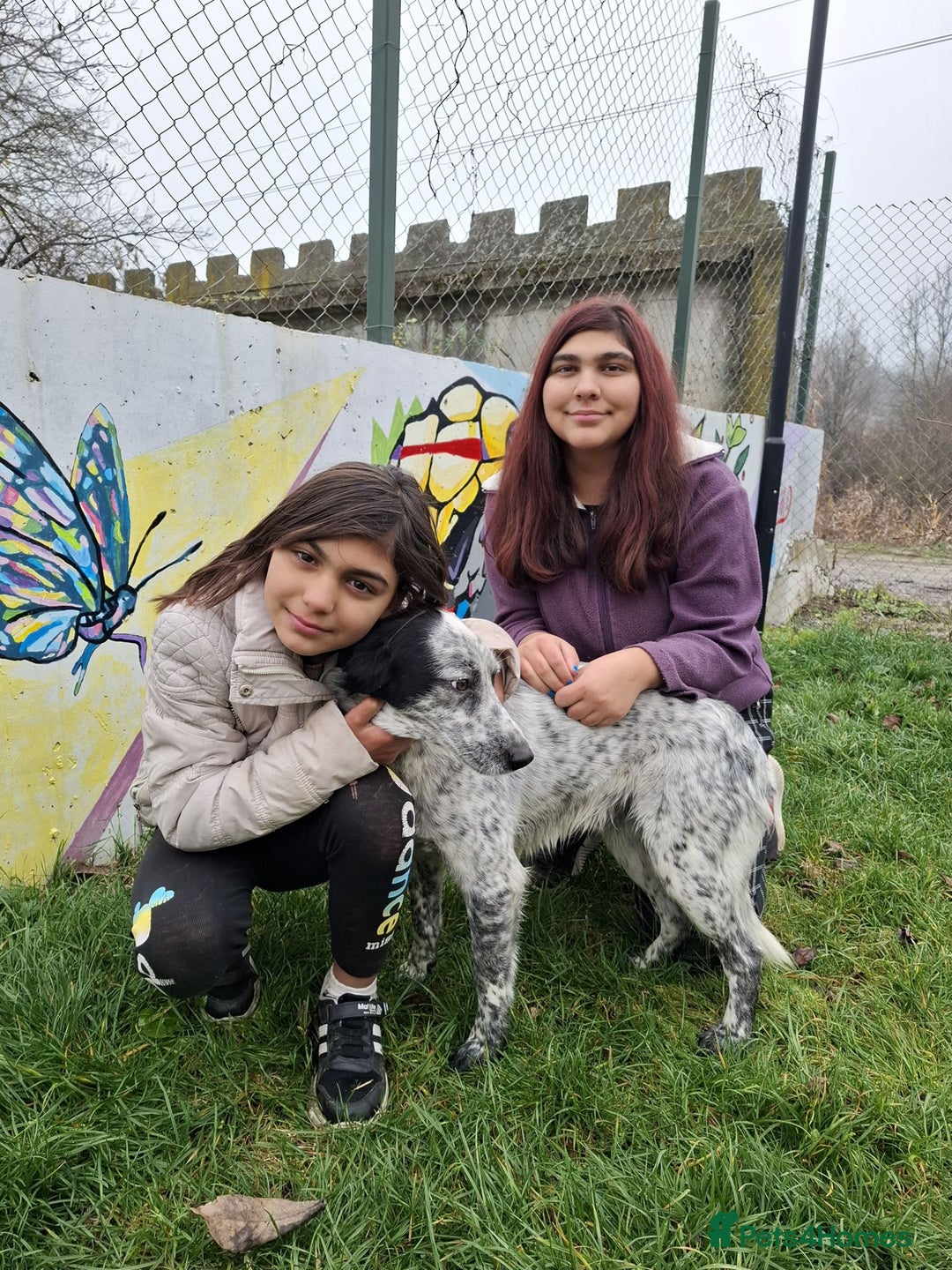 Mixed Breed dogs for adoption: Spot, 2 yrs approx. Available for adoption. - Advert 4