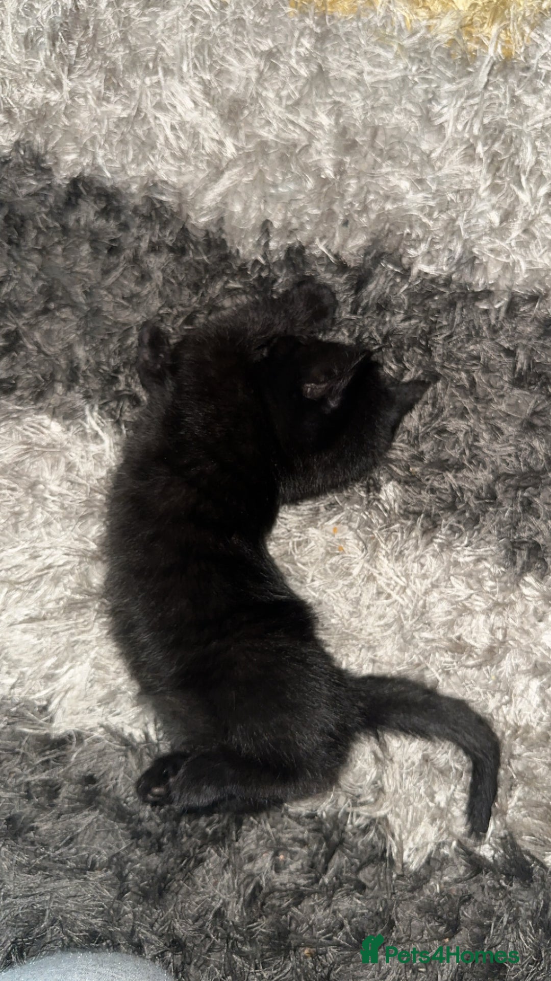Domestic Shorthair cats for sale: Adorable tabby/bengal kittens to a good home - Image 22