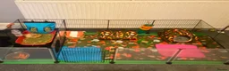 Guinea Pig rodents for sale: Boars for rehome in Torquay - Advert 6
