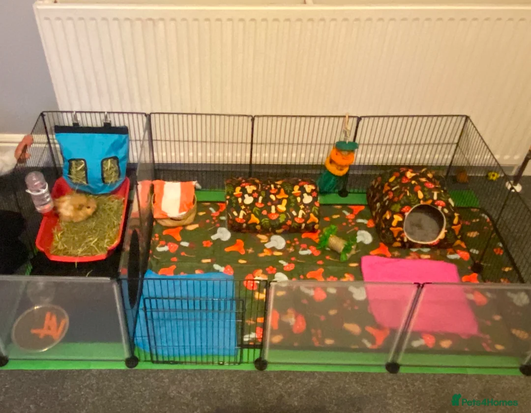 Guinea Pig rodents for sale: Boars for rehome in Torquay - Advert 6