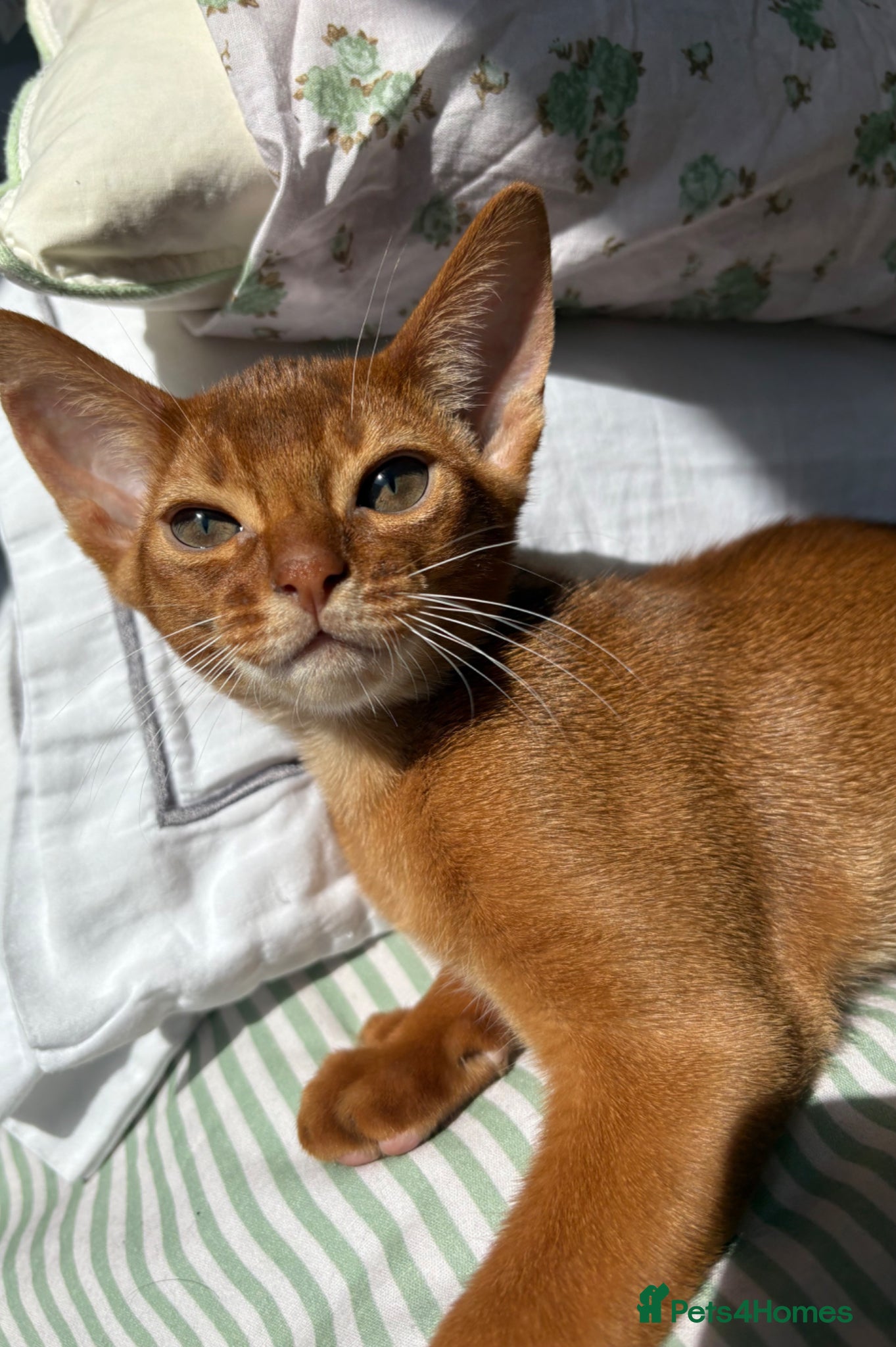 Abyssinian cats Stunning Abyssinian champion line kittens-last boy - Advert 5