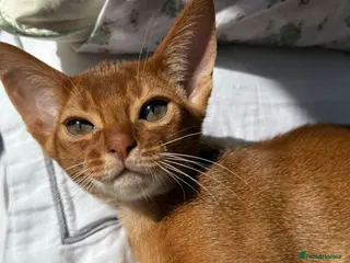 Abyssinian cats Stunning Abyssinian champion line kittens-last boy - Advert 5