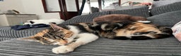 Mixed Breed cats for sale: Mixed breed kittens loving for their forever home - Advert 3