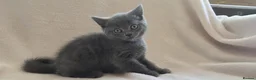 British Shorthair cats for sale: British short hair kittens  in Upminster - Advert 7
