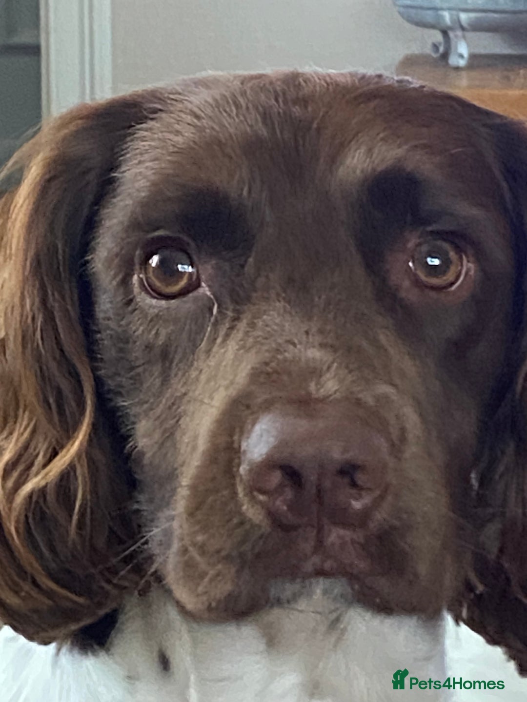 English Springer Spaniel dogs for sale: KC registered Springer Spainel  - Advert 8