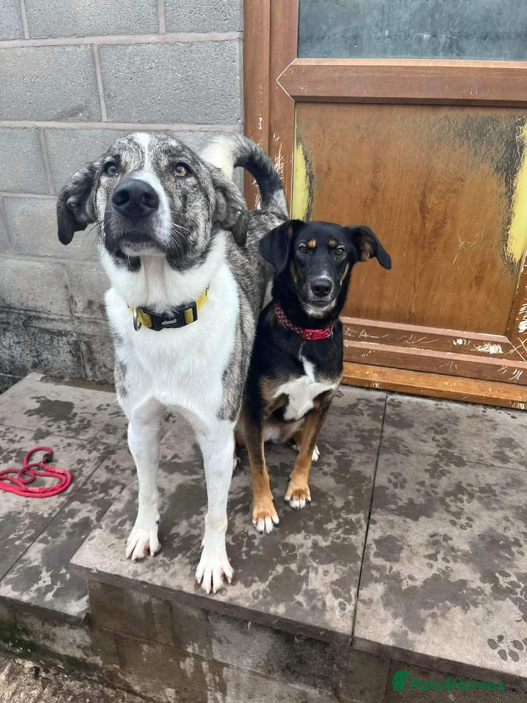 Mixed Breed dogs for adoption: Meet Kane, currently residing in Cheshire  in Nantwich - Advert 4