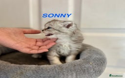 Persian cats for sale: **LAST ONE** Stunning pure Persian Kittens PKD Neg - Image 25
