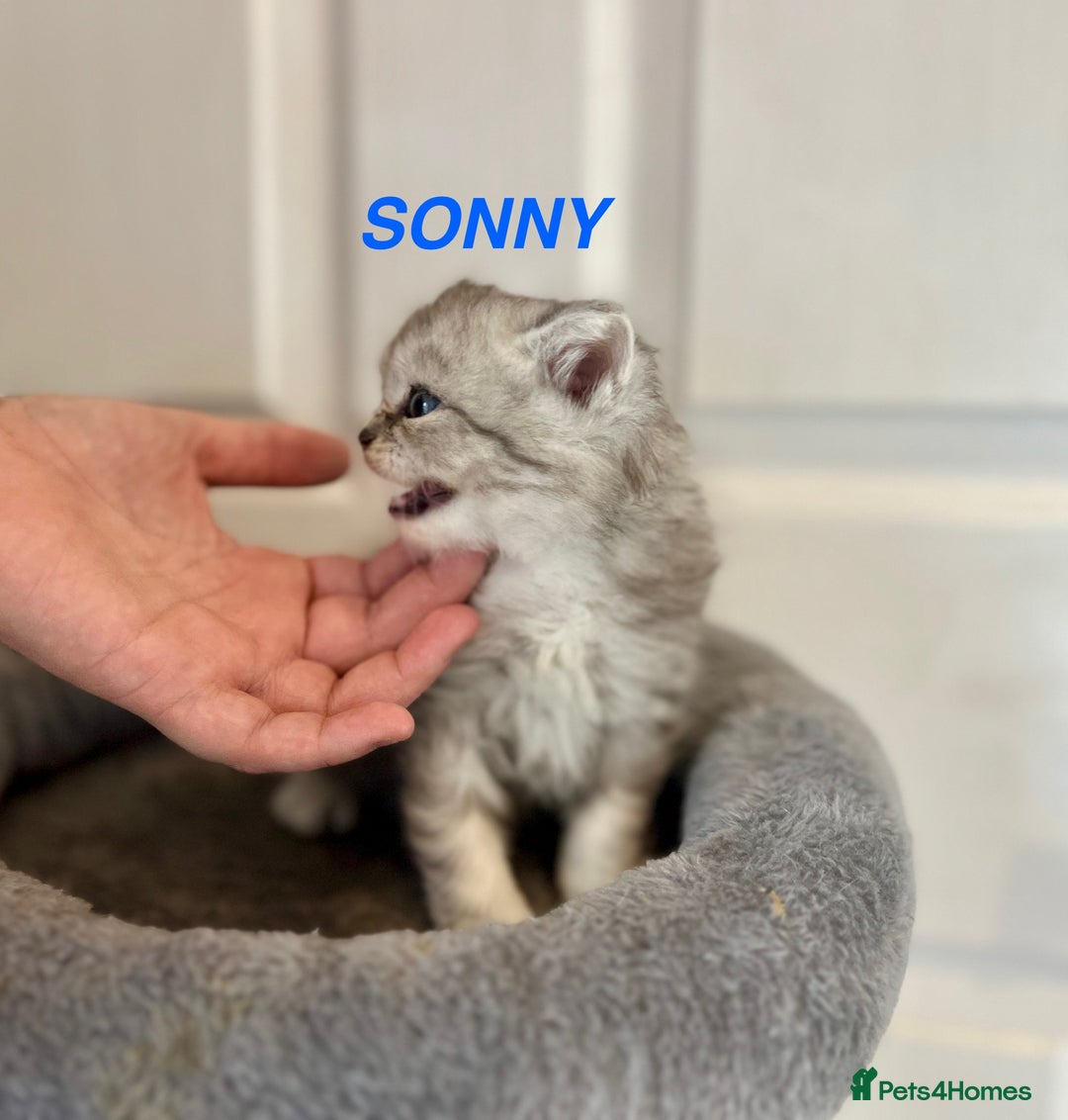 Persian cats for sale: **LAST ONE** Stunning pure Persian Kittens PKD Neg - Image 25