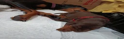 Dobermann dogs for sale: Dobermann puppies - Advert 28