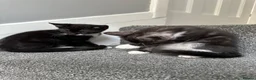 Mixed Breed cats for sale: Gorgeous Siblings Looking for Their Forever Homes - Advert 13