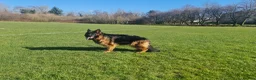 German Shepherd dogs for sale: German Shepherd Long Hair Black Litter  - Advert 10