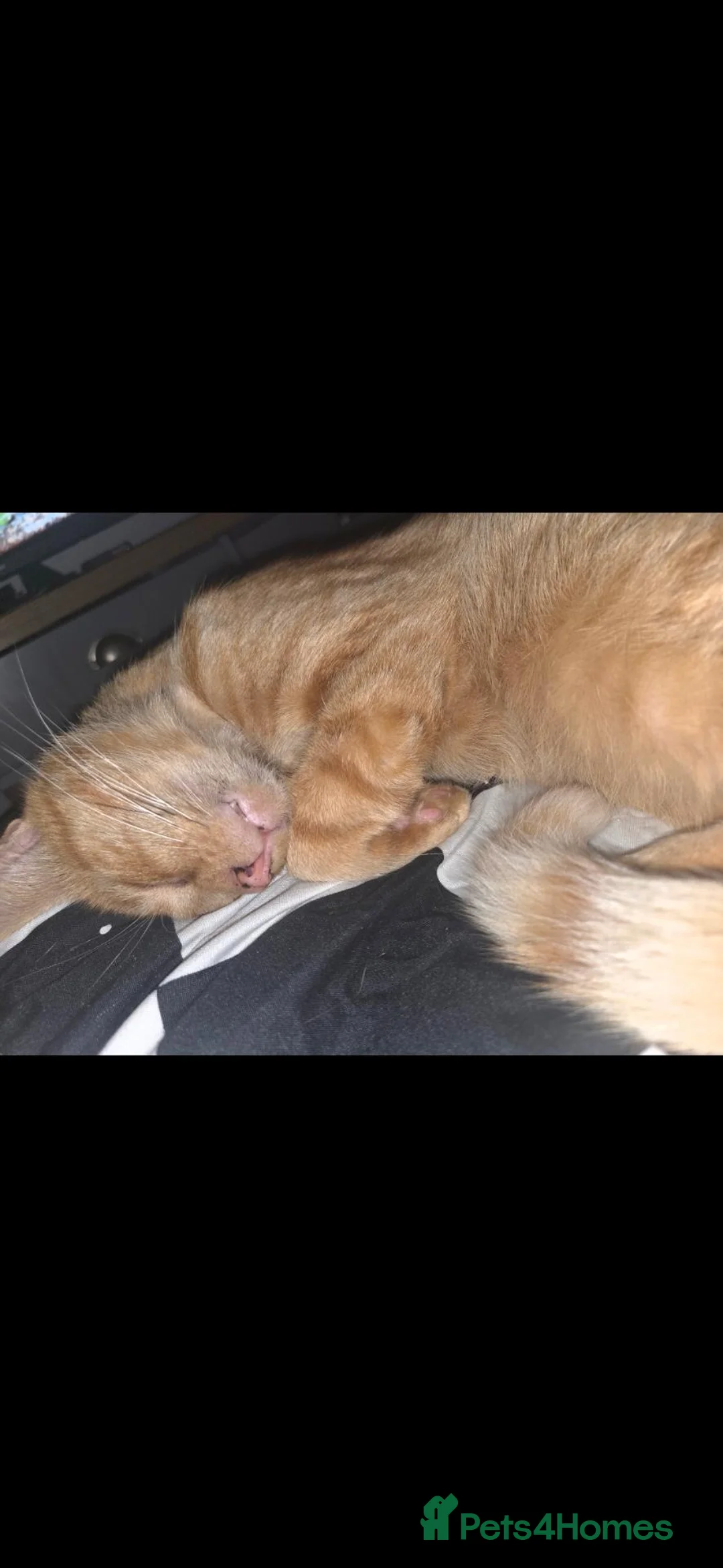 British Shorthair cats for sale: Ginger Cat in Dudley - Advert 2