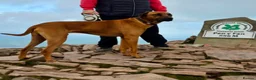 Rhodesian Ridgeback dogs for sale: KC Registered, only 2 left. - Advert 19