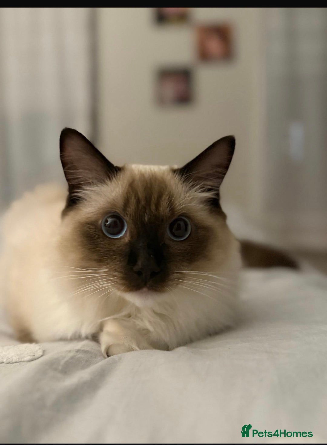 Ragdoll cats for sale: 11 month old ragdoll cat - Image 4