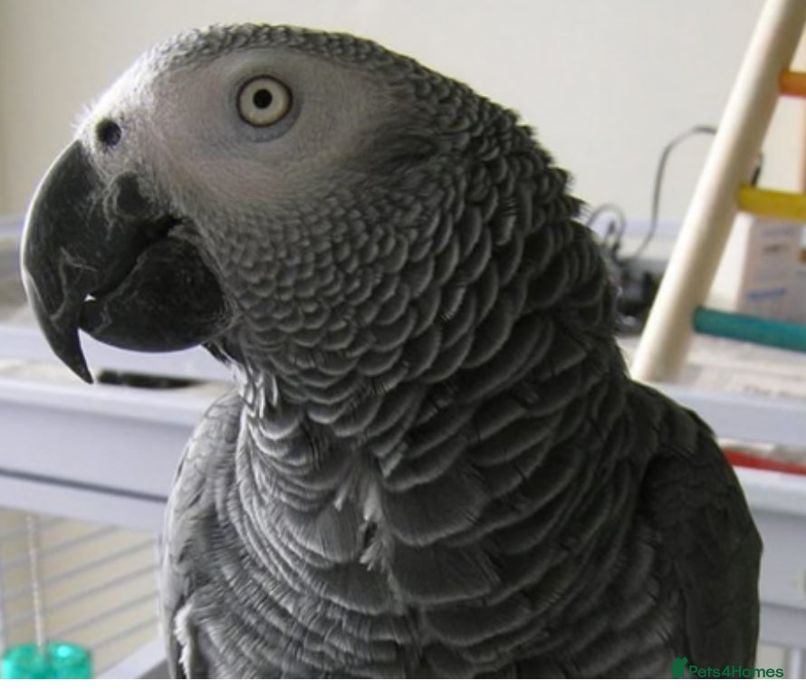 Parrots birds proven pair of African grey parrots,  - Advert 2