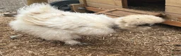 Chickens poultry for sale: Silkie Hatching Eggs – Paint & Cuckoo-Type  - Advert 11