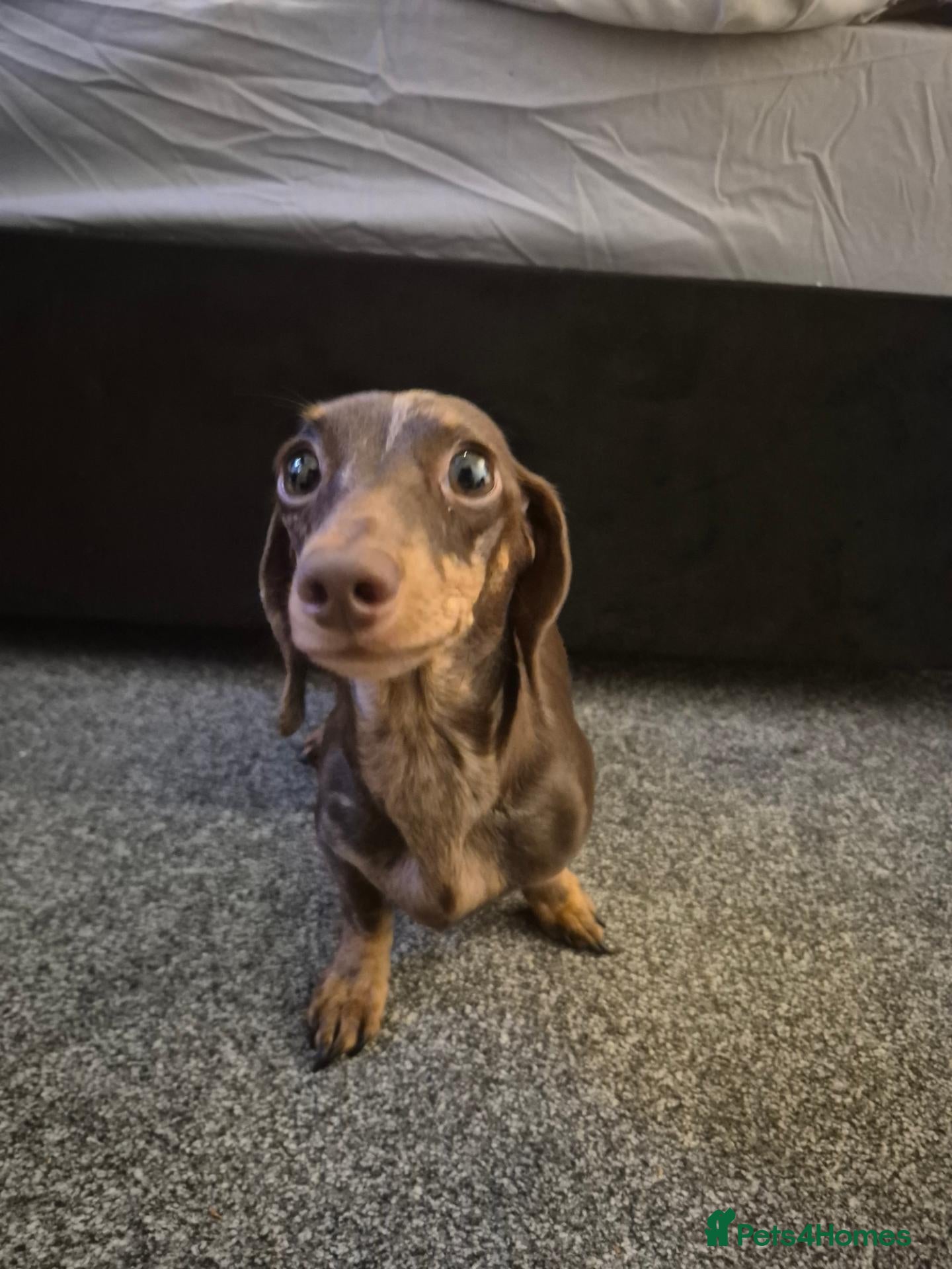 Miniature Dachshund dogs  Miniture dashchund puppies for sale - Advert 3