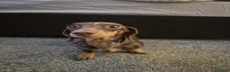 Miniature Dachshund dogs for sale:  Miniture dashchund puppies for sale - Advert 1