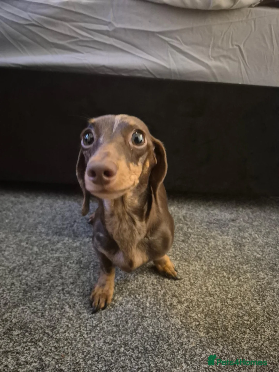 Miniature Dachshund dogs for sale:  Miniture dashchund puppies for sale - Advert 1