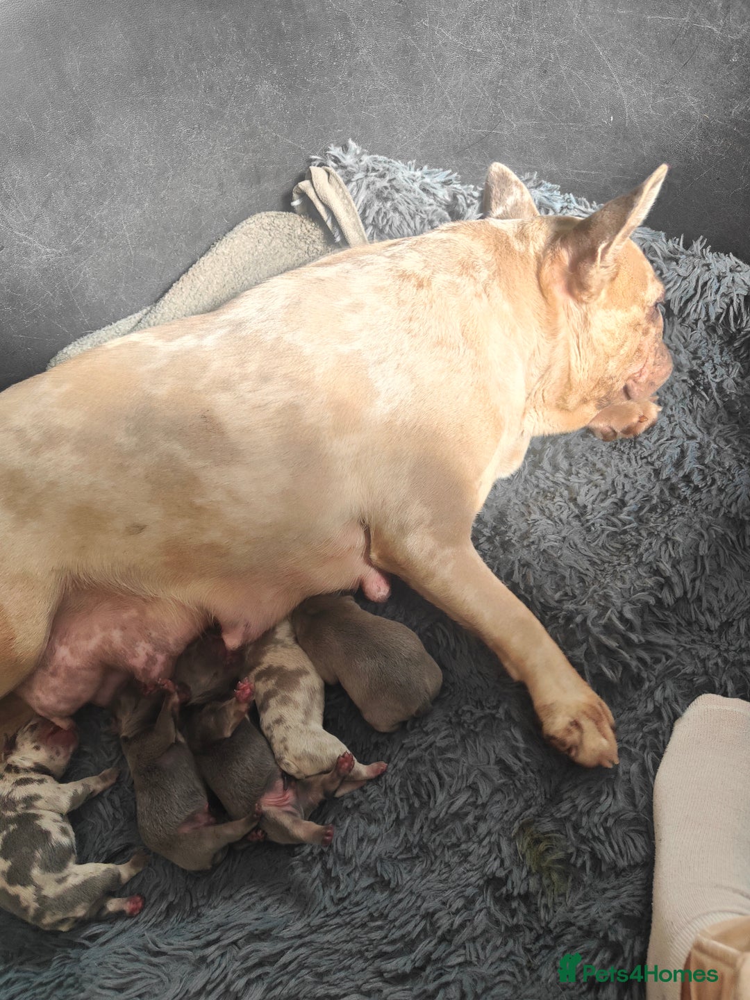 French Bulldog dogs for sale: 💥French bulldog puppies 💥 - Image 8
