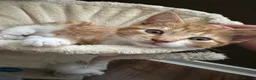 Mixed Breed cats for sale: Beautiful ginger kitten - Ready to go - Advert 5